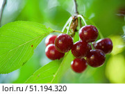 The fruit of the cherry fruit tree. Edible fruits of trees. Gardening and agronomic production. Стоковое фото, фотограф Наталия Кирсанова / Фотобанк Лори