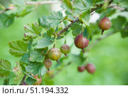 The fruits of the fruit bush are gooseberries. Edible fruits in the garden. Gardening and agronomic production. Стоковое фото, фотограф Наталия Кирсанова / Фотобанк Лори
