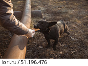A small black dog cautiously accepts a cookie from a human's hand during the cold season. Стоковое фото, фотограф Неведицына Елена / Фотобанк Лори