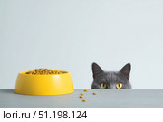 Grey cat's head peeking from table with a yellow cat food bowl dish filling scattered kibble. Plastic pet plate with a small brown pet's feeding and a gray blue cat. Pet food funny advertising banner. Стоковое AI-изображение, AI-художник Марина Демидюк / Фотобанк Лори