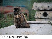 Tortoiseshell is a cat coat coloring, fluffy black brown tricolor pet with green eyes sitting on concrete slab. Стоковое фото, фотограф irisff / Фотобанк Лори