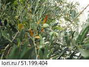 The olive, botanical name Olea europaea, meaning European olive, is a species of small tree or shrub in the family Oleaceae, found traditionally in the Mediterranean Basin, Africa and western Asia. Стоковое фото, фотограф Юлия Петровская / Фотобанк Лори