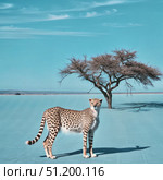 A Cheetah Stands in a Blue Landscape With a Single Tree. Generative AI. Стоковое AI-изображение, AI-художник Roman Zavorotny / Фотобанк Лори