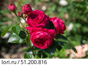 Three Eric Tabarly roses in varying bloom stages with fresh buds and glossy leaves, bright fuchsia pink under summer sunlight. Стоковое фото, фотограф Татьяна Терехина / Фотобанк Лори