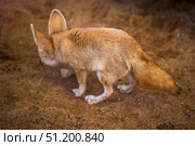Cute red fox standing on the ground in the zoo. Стоковое фото, фотограф Евгений Харитонов / Фотобанк Лори
