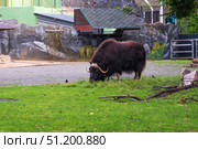 Muskox (Ovibos moschatus) grazing in a zoo enclosure. Редакционное фото, фотограф Евгений Харитонов / Фотобанк Лори