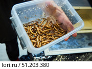 Lots of big worms in a box. An exotic animal. Стоковое фото, фотограф Наталия Кирсанова / Фотобанк Лори