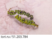 Ripe green pepper corn branch. Стоковое фото, фотограф Андрей Старостин / Фотобанк Лори