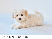 A puppy of a Maltipu breed dog. A hybrid of a poodle and a Maltese lapdog. Стоковое фото, фотограф Наталия Кирсанова / Фотобанк Лори