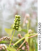 Close-up of a green bunch of Persicaria perfoliata berries against a background of wildflowers. Стоковое фото, фотограф Кирилл Зотов / Фотобанк Лори