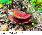 A large mushroom is sitting on a tree stump. Стоковое фото, фотограф Ярославский Максим / Фотобанк Лори
