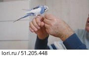 Budgerigar playing with senior man. Budgie. Funny blue purple parakeet sitting on old owner. Cute bird having fun with elderly male. Friendship, relationship with Pets. Cute domestic animals. Стоковое видео, видеограф Марина Демидюк / Фотобанк Лори