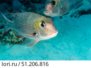 Meeting of Minds Two Emperors Fish Face-to-Face in the Red Sea. Стоковое фото, фотограф Aleksandr Golubev / Фотобанк Лори
