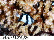 Swimming Damselfish Finding Refuge Near Healthy Coral Reef in the Red Sea. Стоковое фото, фотограф Aleksandr Golubev / Фотобанк Лори