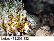 Speckled Grouper Stares From the Depths of the Red Sea Coral Reefs. Стоковое фото, фотограф Aleksandr Golubev / Фотобанк Лори