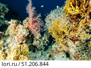 Coral Gardens Bloom in Radiant Hues of the Red Sea Depths. Стоковое фото, фотограф Aleksandr Golubev / Фотобанк Лори
