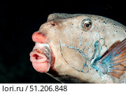 Strange Beauty of a Starry Triggerfish in the Red Sea Depths. Стоковое фото, фотограф Aleksandr Golubev / Фотобанк Лори