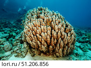 Coral Garden Glows With Life in the Red Sea Depths During Daytime. Стоковое фото, фотограф Aleksandr Golubev / Фотобанк Лори