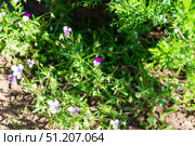 Цветок Фиалка трёхцветная (Viola tricolor) или анютины глазки, на солнечной полянке в саду. Стоковое фото, фотограф Андрей Цыганков / Фотобанк Лори