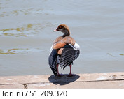 Egyptian goose (lat.- Alopochen aegyptiaca) Стоковое фото, фотограф Irina Opachevsky / Фотобанк Лори