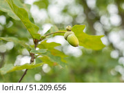 Зелёный жёлудь на ветке. Листья дуба. A green acorn on a branch. Oak leaves. Стоковое фото, фотограф Краснова Ирина / Фотобанк Лори