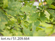 Дубовые листья на ветках. Насекомое на дубовом листе. Oak branches with leaves. An insect on an oak leaf. Стоковое фото, фотограф Краснова Ирина / Фотобанк Лори