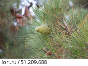 Зеленая шишка на ветке сосны. A green cone on a pine branch. Стоковое фото, фотограф Краснова Ирина / Фотобанк Лори