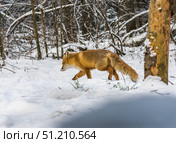 Лисица бродит по снегу в поисках мышей. Стоковое фото, фотограф Александр Подмарёв / Фотобанк Лори