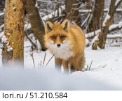 Лисица бродит по снегу в поисках мышей. Стоковое фото, фотограф Александр Подмарёв / Фотобанк Лори
