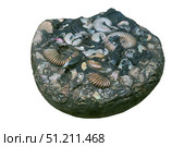 Fossil concretion of ammonites with preserved nacre. Стоковое фото, фотограф Евгений Харитонов / Фотобанк Лори