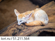 Fennec fox (Vulpes zerda) sleeping on a log. Стоковое фото, фотограф Евгений Харитонов / Фотобанк Лори