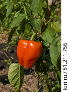 Sweet pepper or vegetable pepper thick (Lat. Capsicum annuum subsp. Grossum) is a genus of plants from the Capsiceae tribe of the Solanaceae family. Стоковое фото, фотограф Андрей Жигальцов / Фотобанк Лори