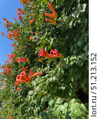 Цветет Кампсис укореняющийся (Campsis radicans). Вертикальное озеленение. Стоковое фото, фотограф Щеголева Ольга / Фотобанк Лори