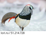 Алмазный фазан (лат. Chrysolophus amherstiae) Стоковое фото, фотограф Шустикова Татьяна / Фотобанк Лори