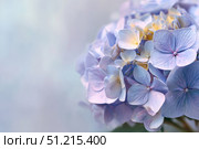 Hydrangea blooming. Blue heads of hydrangea flower petals. Beautiful Garden. Landscaping trend. Shrubbery blooms. Closeup hydrangea flowers. Space for text. Abstract minimal design. Soft shadows. Card. Стоковое AI-изображение, AI-художник Марина Демидюк / Фотобанк Лори
