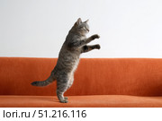 Gray tabby cat doing the pop dance move, standing on its hind legs, lifting one leg. Red sofa. Feline doing the iconic dance with arms raised above head and feet pointing upwards. Pet looks happy. Стоковое AI-изображение, AI-художник Марина Демидюк / Фотобанк Лори