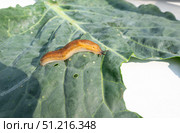 slug, arion vulgaris eating a lettuce leaf in the garden, snails damage leaves in the vegetable patch, pest on home-grown vegetables. Стоковое фото, фотограф Светлана Акифьева / Фотобанк Лори