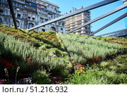 Batumi, Georgia. - July 04, 2023: A green wall with flowering plants in the interior of the McDonald's fast food restaurant in the center of Batumi. Редакционное фото, фотограф Наталия Кирсанова / Фотобанк Лори