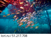 Schools of Gray Snapper, Yellowtail Snapper and Bluestripe Grunt fish. Michael Wood/Stocktrek Images/TASS. Стоковое фото, агентство ТАСС / Фотобанк Лори