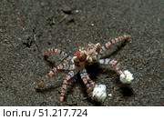 A tiny boxer crab (Lybia tessellata), Tulamben, Bali, Indonesia. VW Pics/Stocktrek Images/TASS. Стоковое фото, агентство ТАСС / Фотобанк Лори