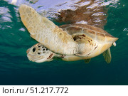 Green sea turtle (Chelonia mydas) taking a breath on the surface in Akumal bay, Mexico. VW Pics/Stocktrek Images/TASS. Стоковое фото, агентство ТАСС / Фотобанк Лори