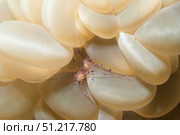Bubble coral shrimp, Lembeh Strait, Indonesia. VW Pics/Stocktrek Images/TASS. Стоковое фото, агентство ТАСС / Фотобанк Лори