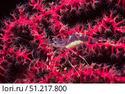 Translucent gorgonian shrimp full of eggs lives in sea fan, Solomon Islands. VW Pics/Stocktrek Images/TASS. Стоковое фото, агентство ТАСС / Фотобанк Лори