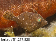 Tiny juvenile fIlefish tries to blend in near a sea cucumber. VW Pics/Stocktrek Images/TASS. Стоковое фото, агентство ТАСС / Фотобанк Лори