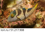 Shy toby (Canthigaster ocellicincta), Lembeh Strait, Indonesia. VW Pics/Stocktrek Images/TASS. Стоковое фото, агентство ТАСС / Фотобанк Лори