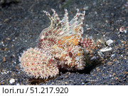 Longspine waspfish, Lembeh Strait, Indonesia. VW Pics/Stocktrek Images/TASS. Стоковое фото, агентство ТАСС / Фотобанк Лори