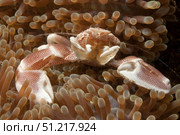 Spotted porcelain crab lives in sea anemone, Lembeh Strait, Indonesia. VW Pics/Stocktrek Images/TASS. Стоковое фото, агентство ТАСС / Фотобанк Лори