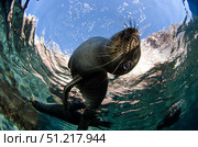 California sea lion playing at surface near La Paz, Baja California Sur. VW Pics/Stocktrek Images/TASS. Стоковое фото, агентство ТАСС / Фотобанк Лори
