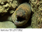Panamic green moray eel being cleaned by banded cleaner gobies. VW Pics/Stocktrek Images/TASS. Стоковое фото, агентство ТАСС / Фотобанк Лори