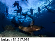 California sea lions playing at surface near La Paz, Baja California Sur. VW Pics/Stocktrek Images/TASS. Стоковое фото, агентство ТАСС / Фотобанк Лори